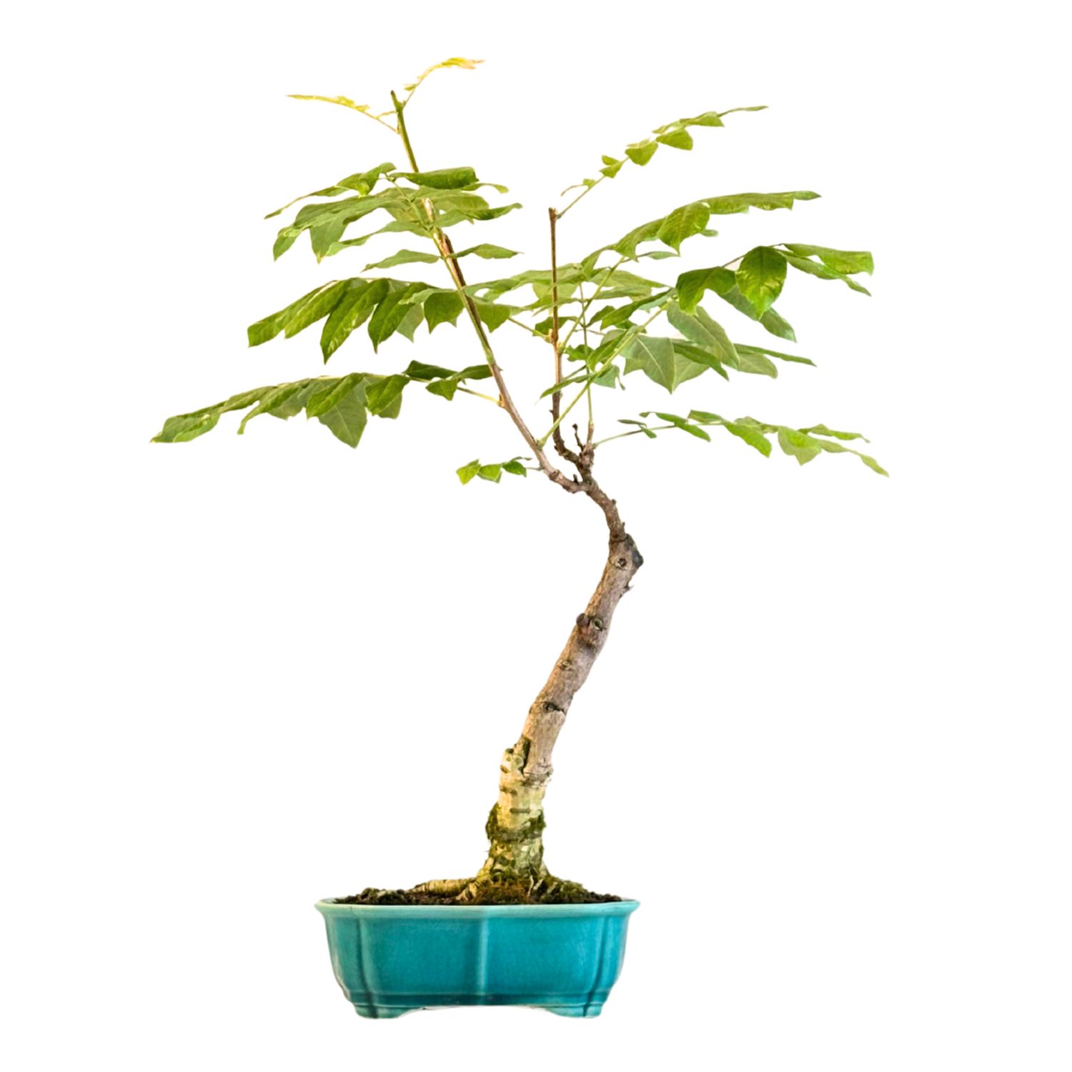 Jap. Blauregen bonsai - Wisteria P22