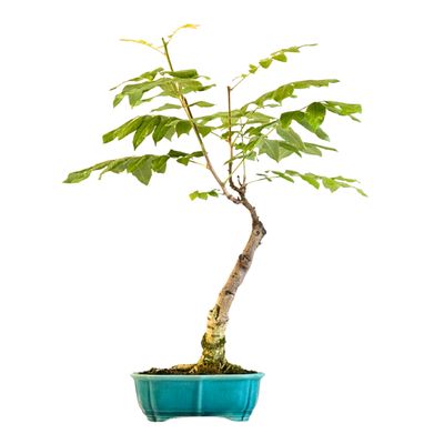 Jap. Blauregen bonsai - Wisteria P22