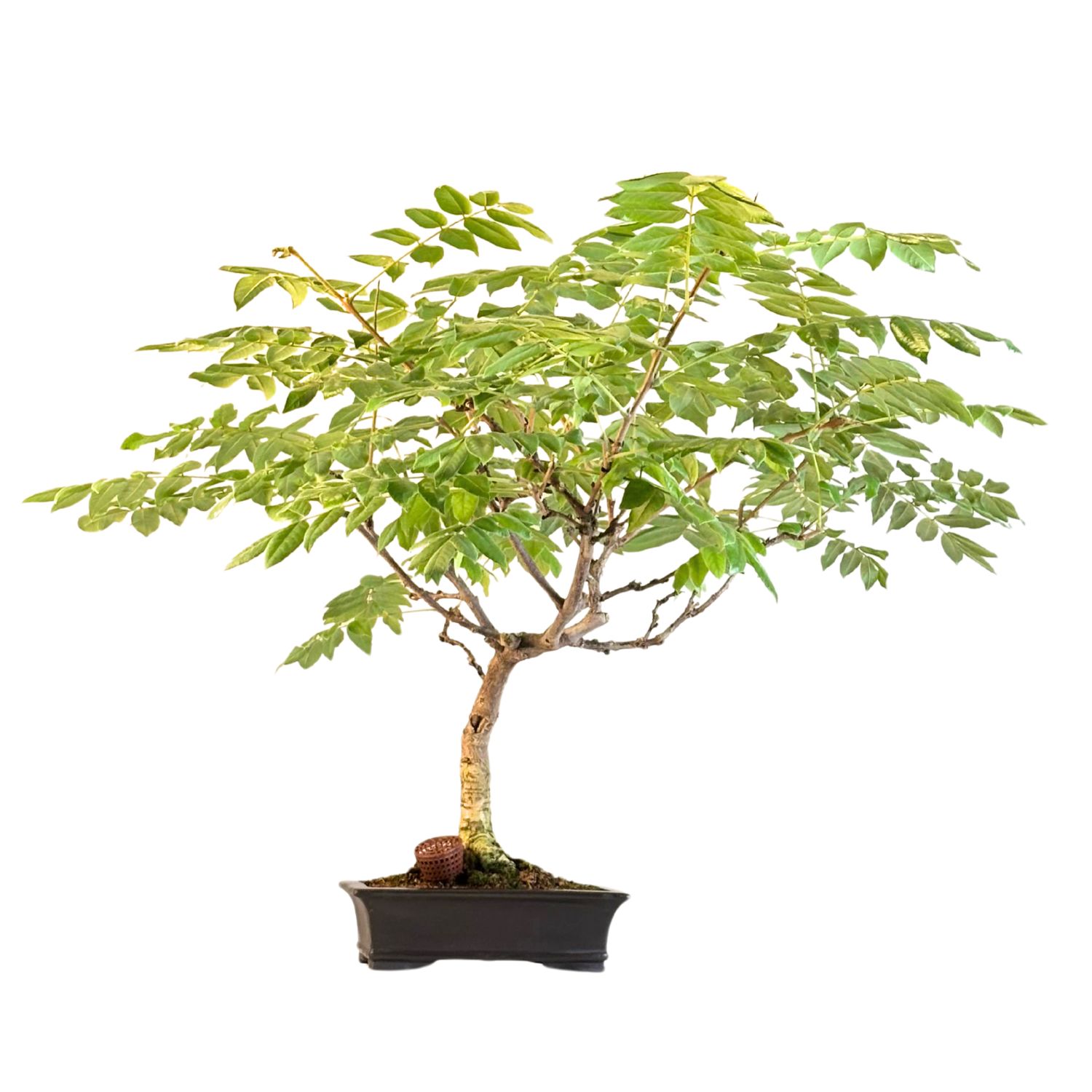 Jap. Blauregen bonsai - Wisteria P25