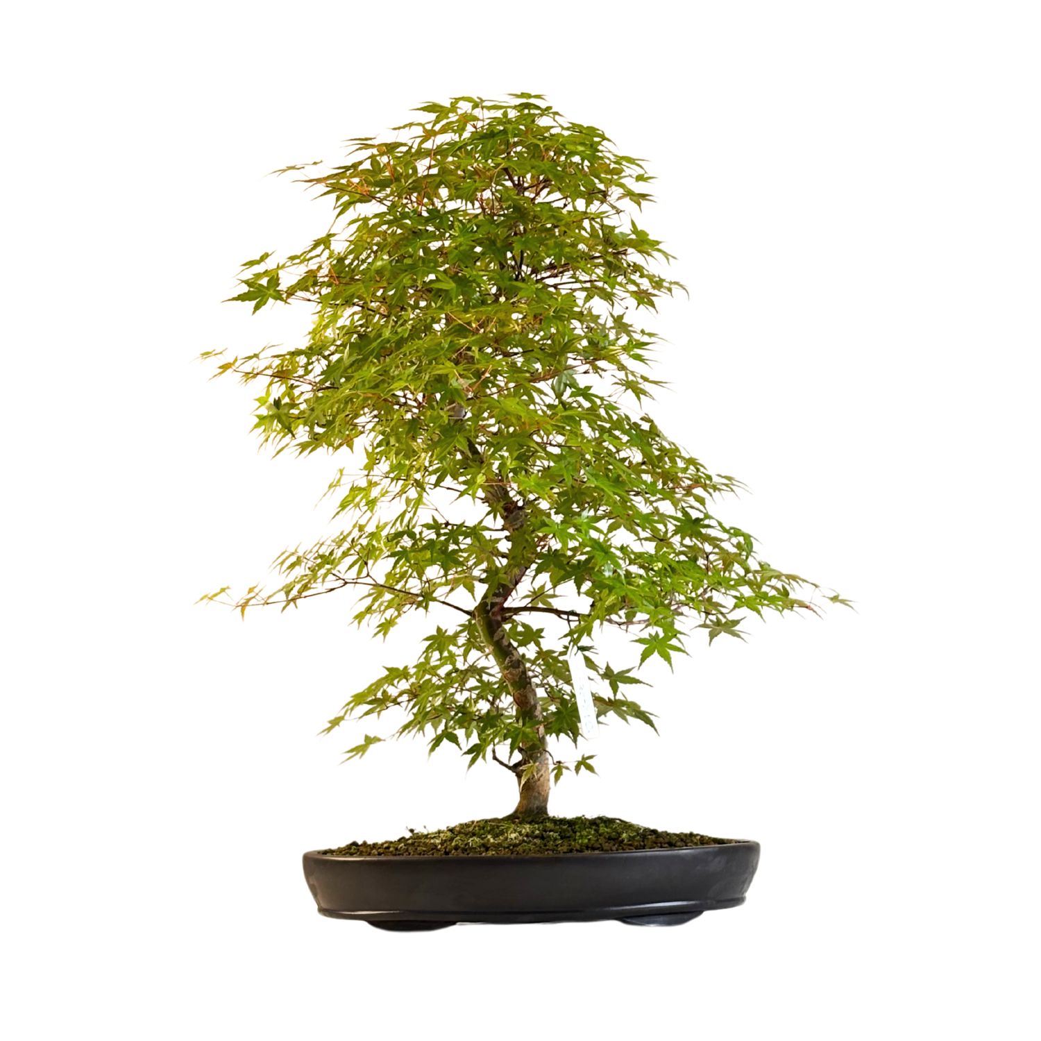 Japanischer Ahorn Bonsai – Acer palmatum ‘Deshojo’, ungepfropft (Import aus Japan) P38