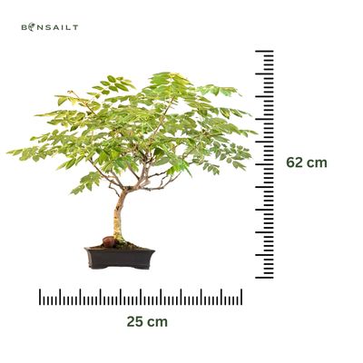 Jap. Blauregen bonsai - Wisteria P25
