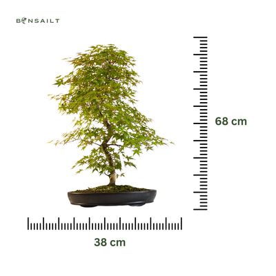 Japanischer Ahorn Bonsai – Acer palmatum ‘Deshojo’, ungepfropft (Import aus Japan) P38