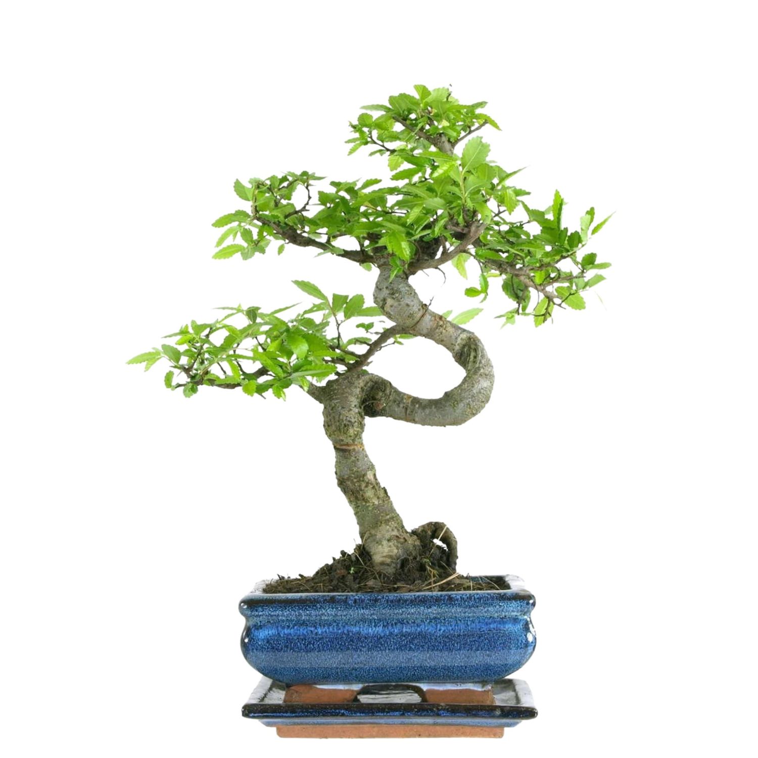 Chinesische Ulme Bonsai – Ulmus parvifolia – Indoor &amp; Outdoor Zimmerbonsai im Topf – Pflegeleicht, dekorativer Bonsai-Baum P15 S