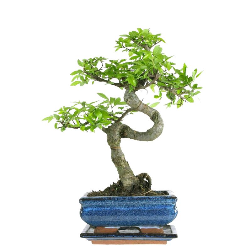 Chinesische Ulme Bonsai – Ulmus parvifolia – Indoor &amp; Outdoor Zimmerbonsai im Topf – Pflegeleicht, dekorativer Bonsai-Baum P15 S