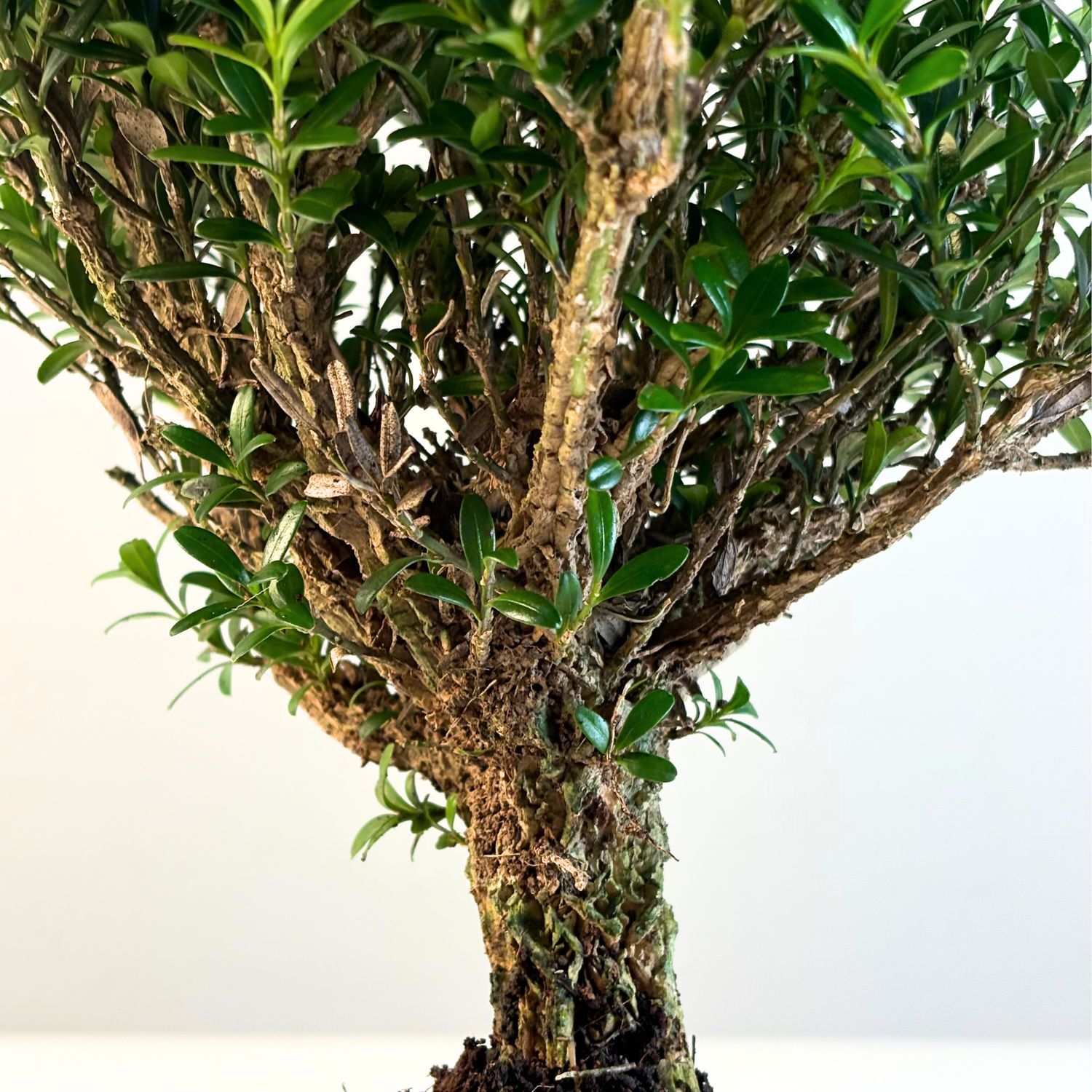 bonsai dünger flüssig Bonsaidünger - Mineralischer NPK Flüssigdünger mit Stickstoff main image 0