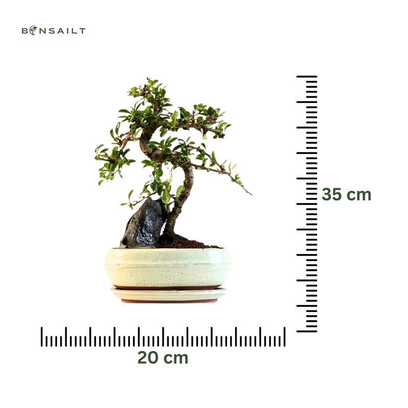 Fukien Teebaum Bonsai mit Felsen P20 S ( Carmona baum )