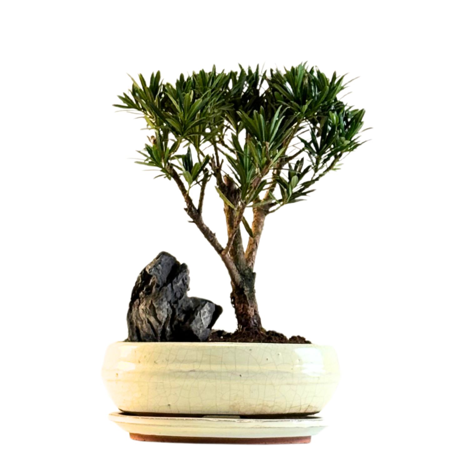 Podocarpus Bonsai Buddhistische Kiefer bonsai  P20 S