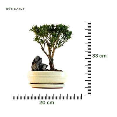 Podocarpus Bonsai Buddhistische Kiefer bonsai  P20