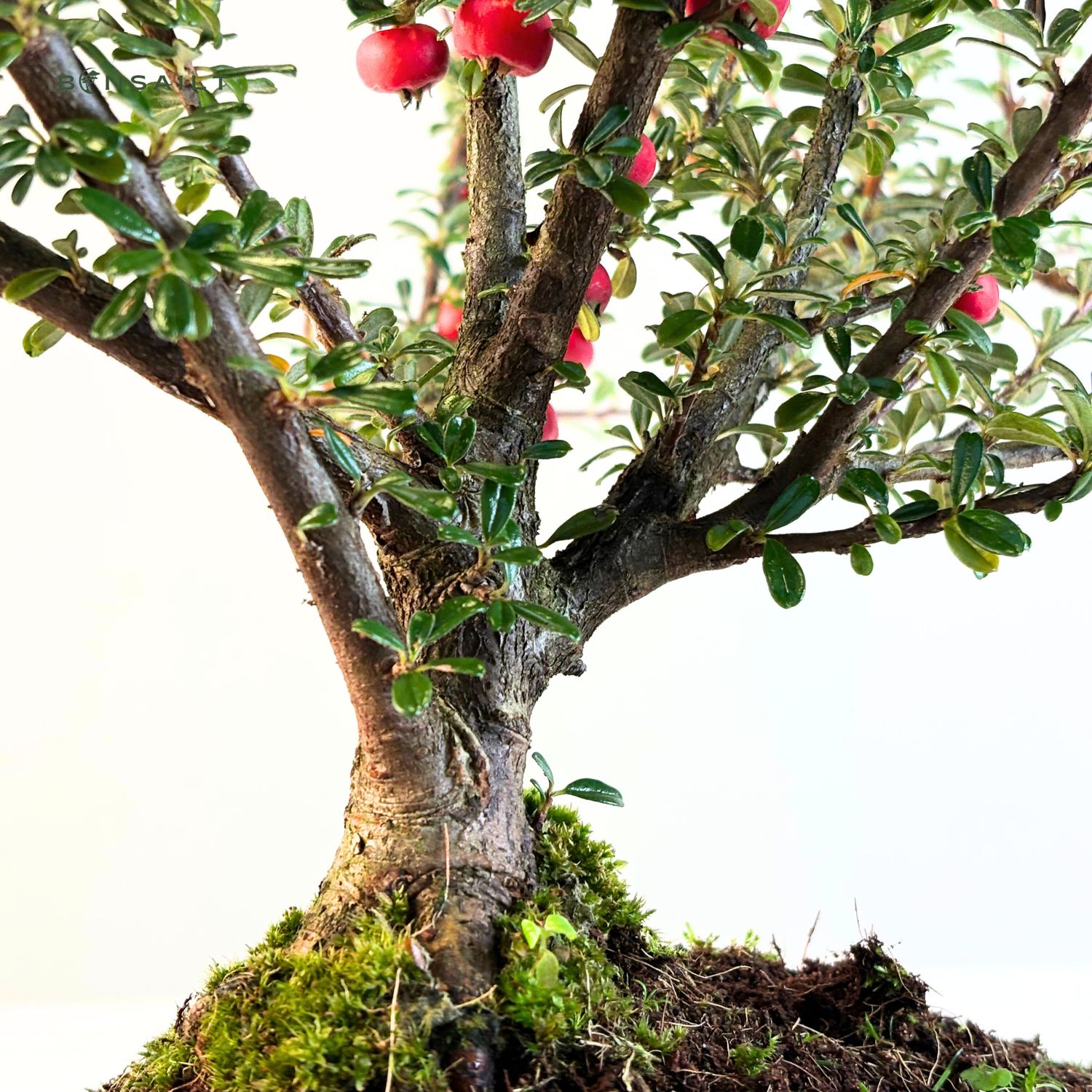 Zwergmispel bonsai P20 / Cotoneaster