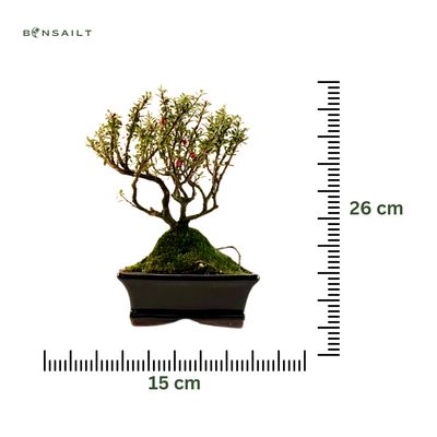Zwergmispel bonsai P15 / Cotoneaster
