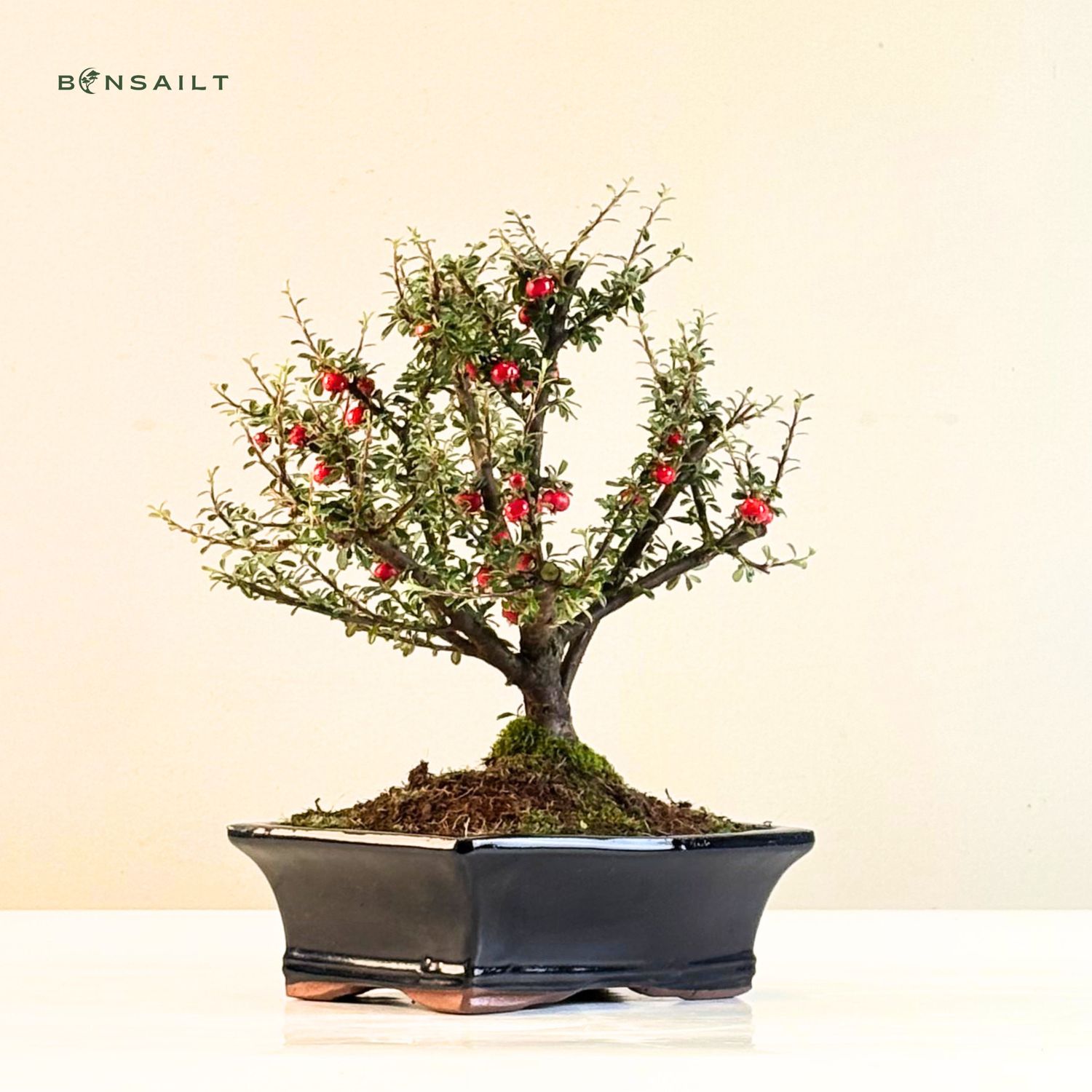 glanzmispel schatten Glanzmispel als Spalierbaum bestellen?