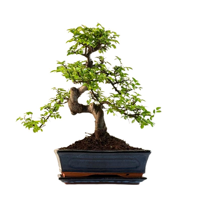 Chinesische Ulme Bonsai – Ulmus parvifolia – Indoor &amp; Outdoor Zimmerbonsai im Topf – Pflegeleicht, dekorativer Bonsai-Baum P25 S