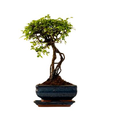 Chinese ulme Keramik Blumentopf P15 ZL03