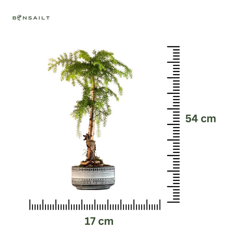 Araucaria-Bonsai in einem dunklen Topf P17