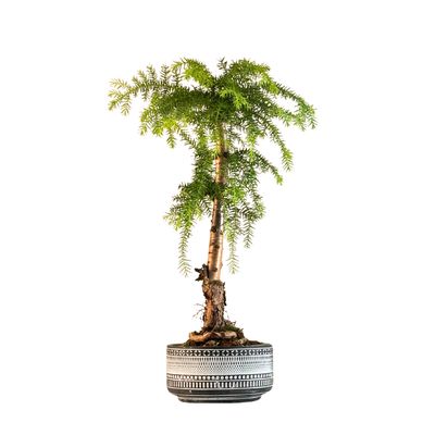 Araucaria-Bonsai in einem dunklen Topf P17