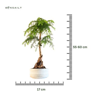 Araucaria-Bonsai im hellen Topf P17