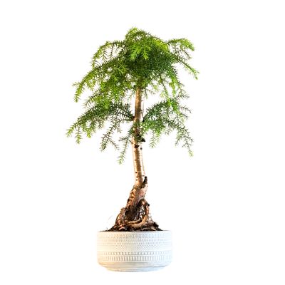 Araucaria-Bonsai im hellen Topf P17