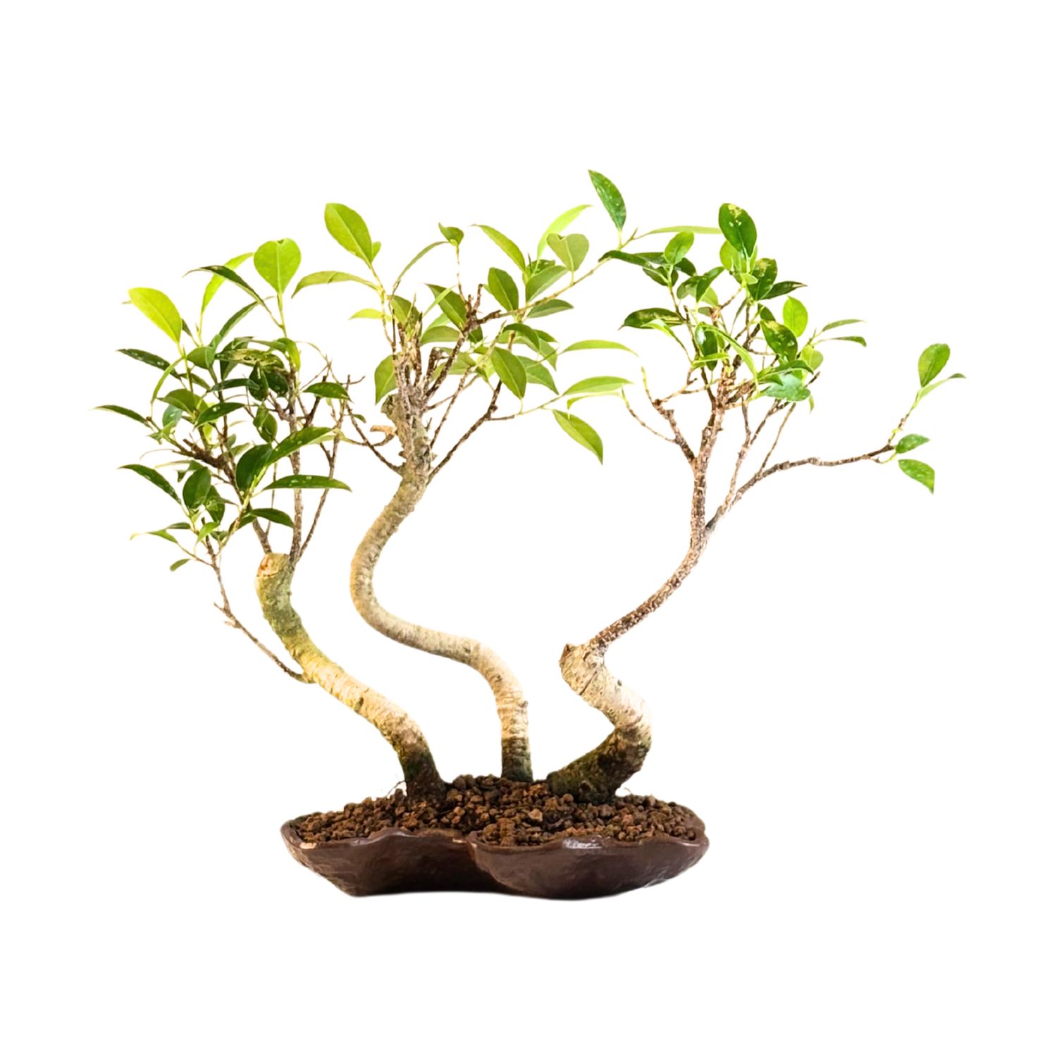 Ficus Bonsai x3 wald P18 KU3