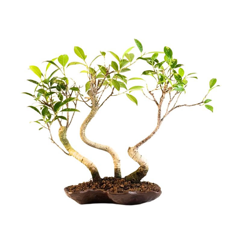 Ficus Bonsai x3 wald P18