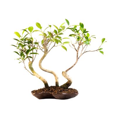 Ficus Bonsai x3 wald P18