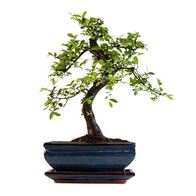 Chinesische Ulmus parvifolia Bonsai P20 S