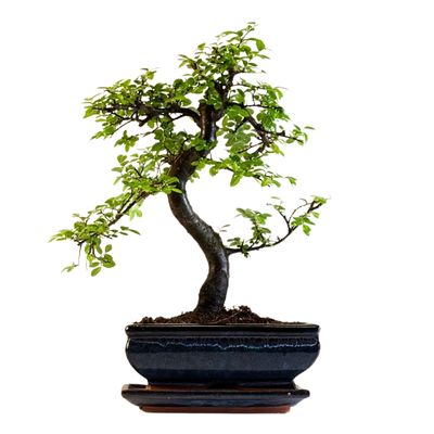 Chinesische Ulmus parvifolia Bonsai P20 S
