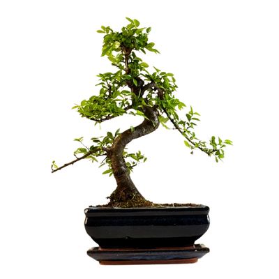 Chinesische Ulmus parvifolia Bonsai P20 S