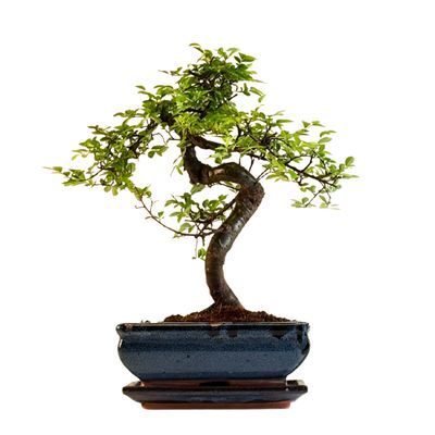 Chinesische Ulmus parvifolia Bonsai P20 S
