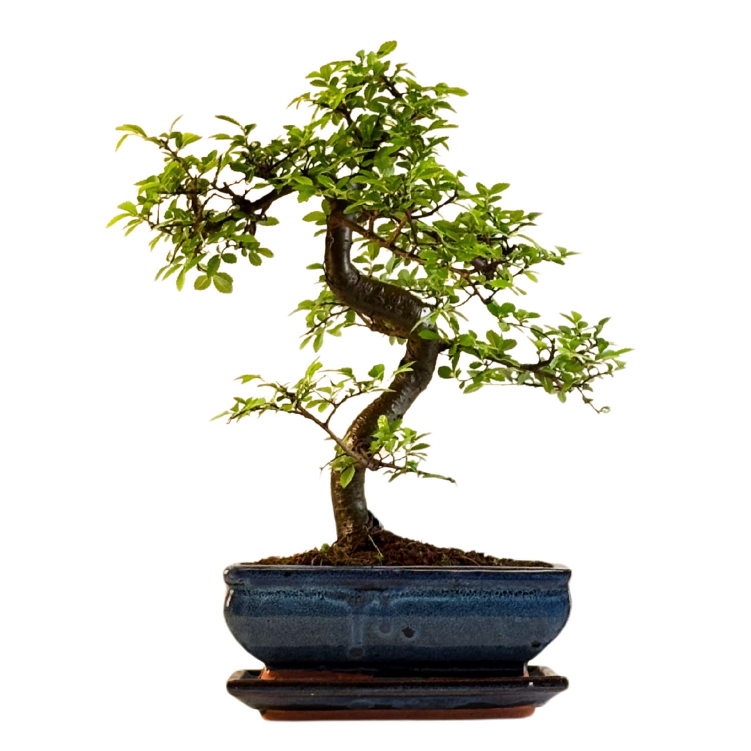 Chinesische Ulmus parvifolia Bonsai P20 S