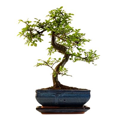 Chinesische Ulmus parvifolia Bonsai P20 S