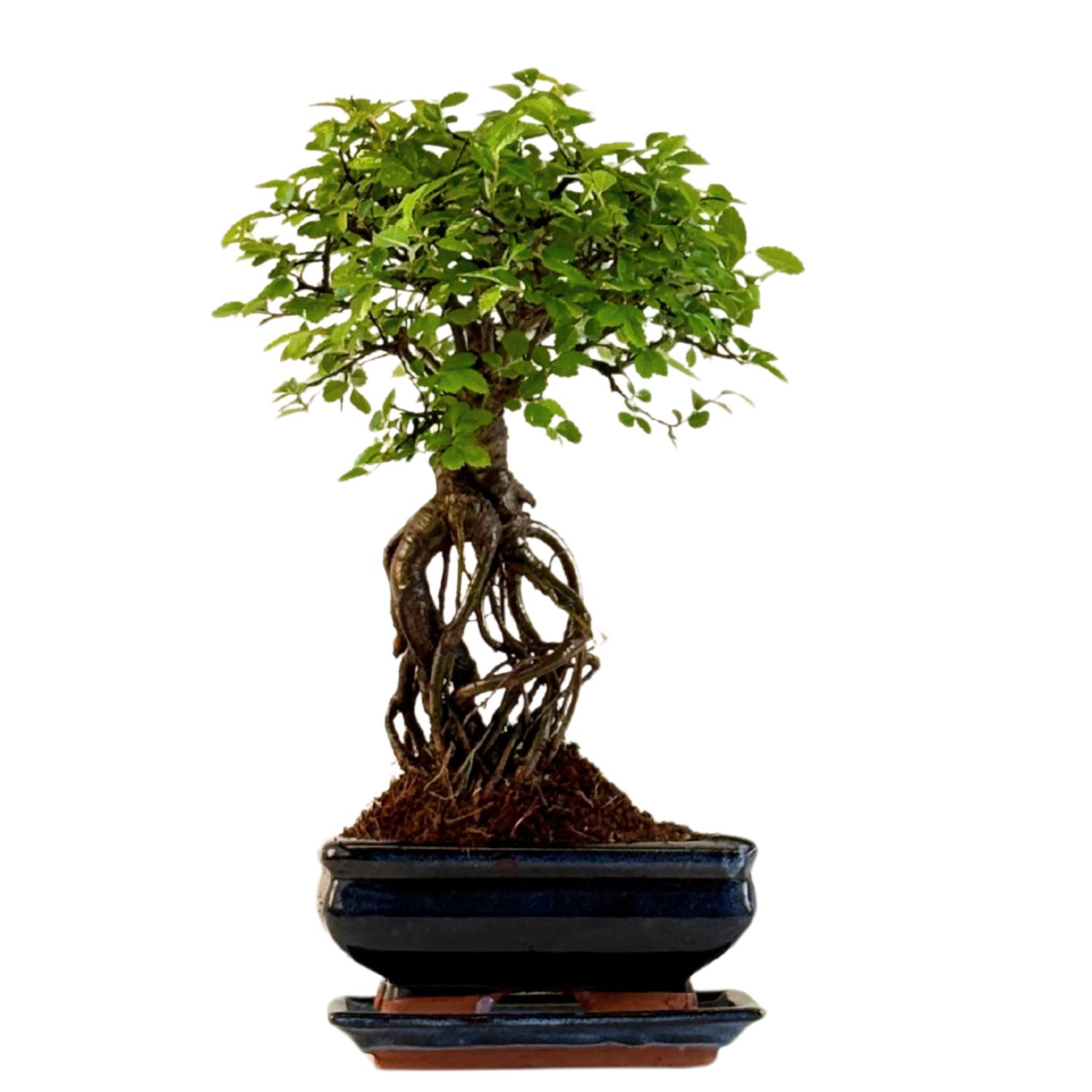 Chinese ulme Keramik Blumentopf P15