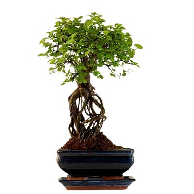 Chinese ulme Keramik Blumentopf P15