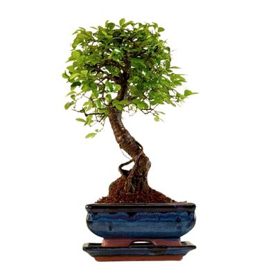 Chinese ulme Keramik Blumentopf P15