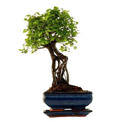 Chinese ulme Keramik Blumentopf P15