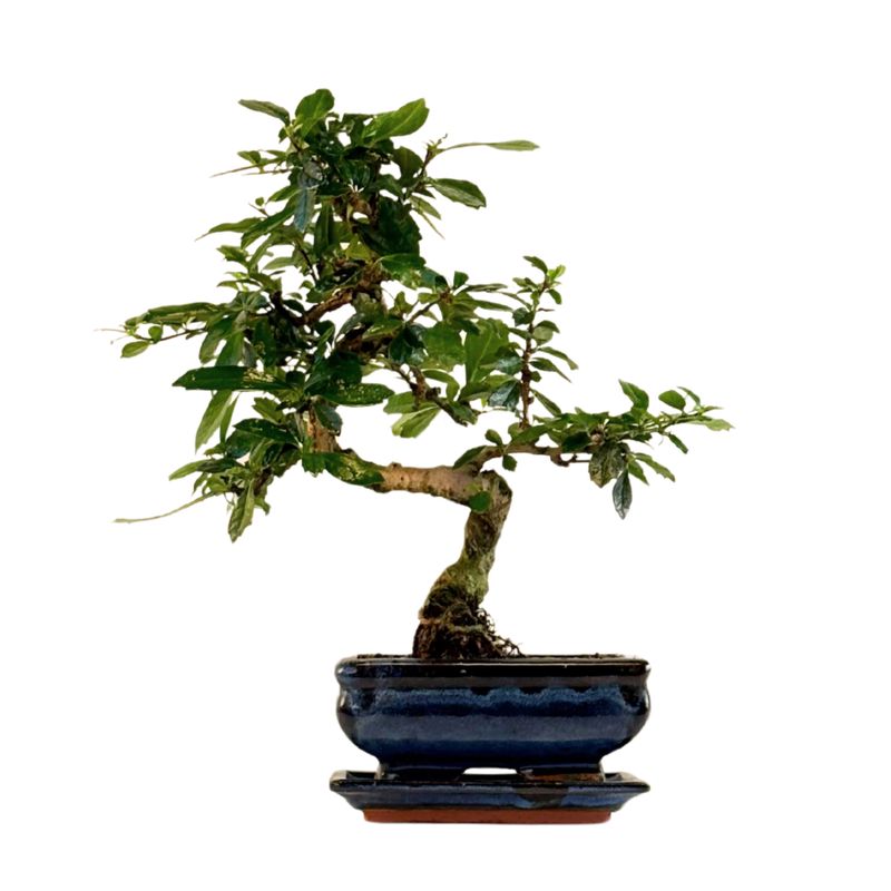 Fukien Teebaum Bonsai P15 S ( Carmona baum )