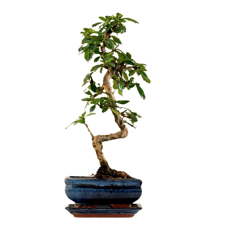 Fukien Teebaum Bonsai P15 S ( Carmona baum )