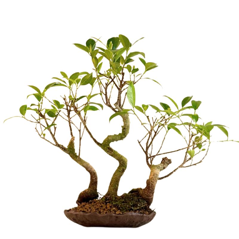 Ficus Bonsai x3 wald P18