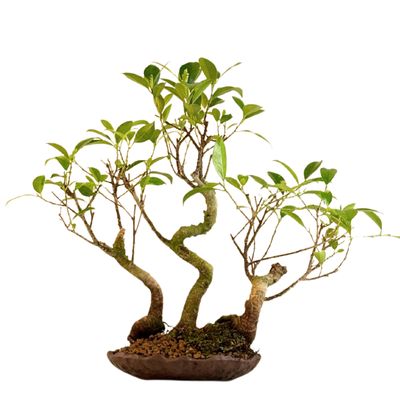 Ficus Bonsai x3 wald P18