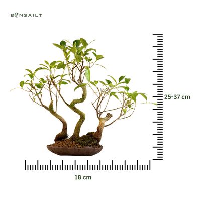 Ficus Bonsai x3 wald P18