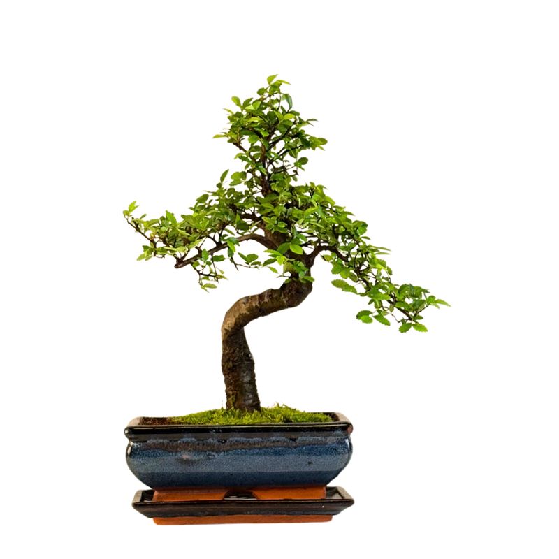 Chinesische Ulmus parvifolia Bonsai P20 S