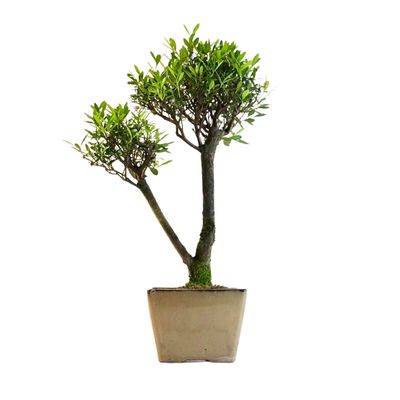 Syzygium Bonsai P14