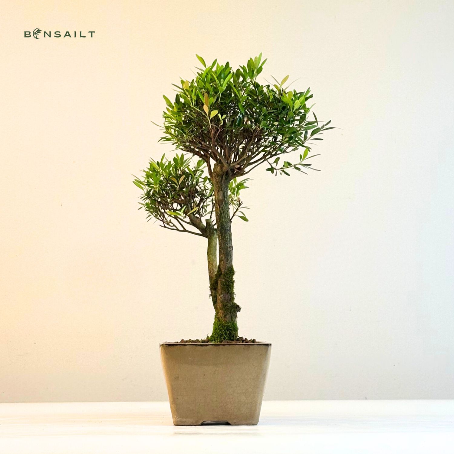 vasi per bonsai Vaso Ceramica Ovale Artigianale Giardini di Giulia — i Giardini di Giulia main image 0