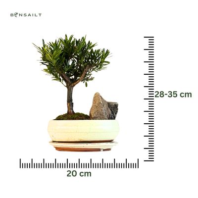 Podocarpus Bonsai Buddhistische Kiefer bonsai  P20