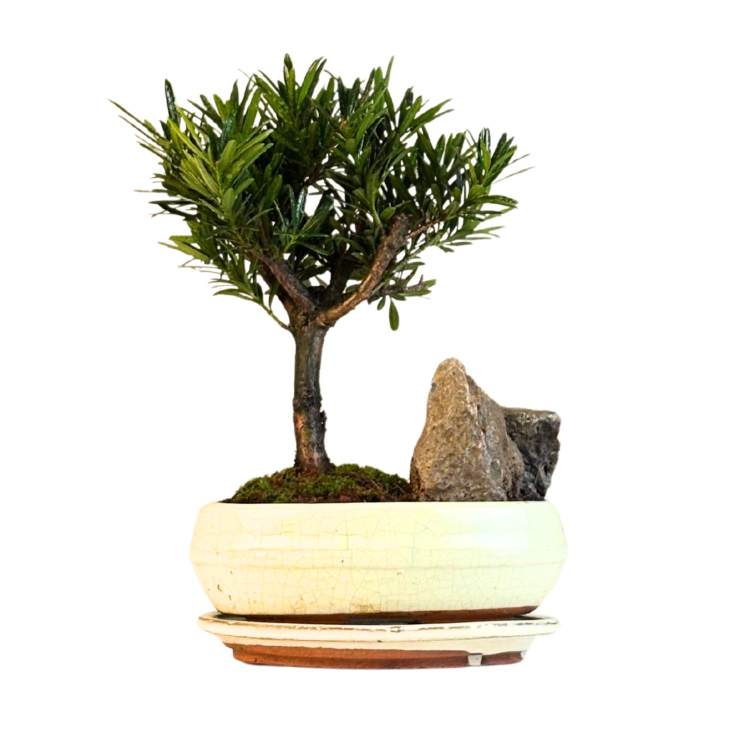 Podocarpus Bonsai Buddhistische Kiefer bonsai  P20