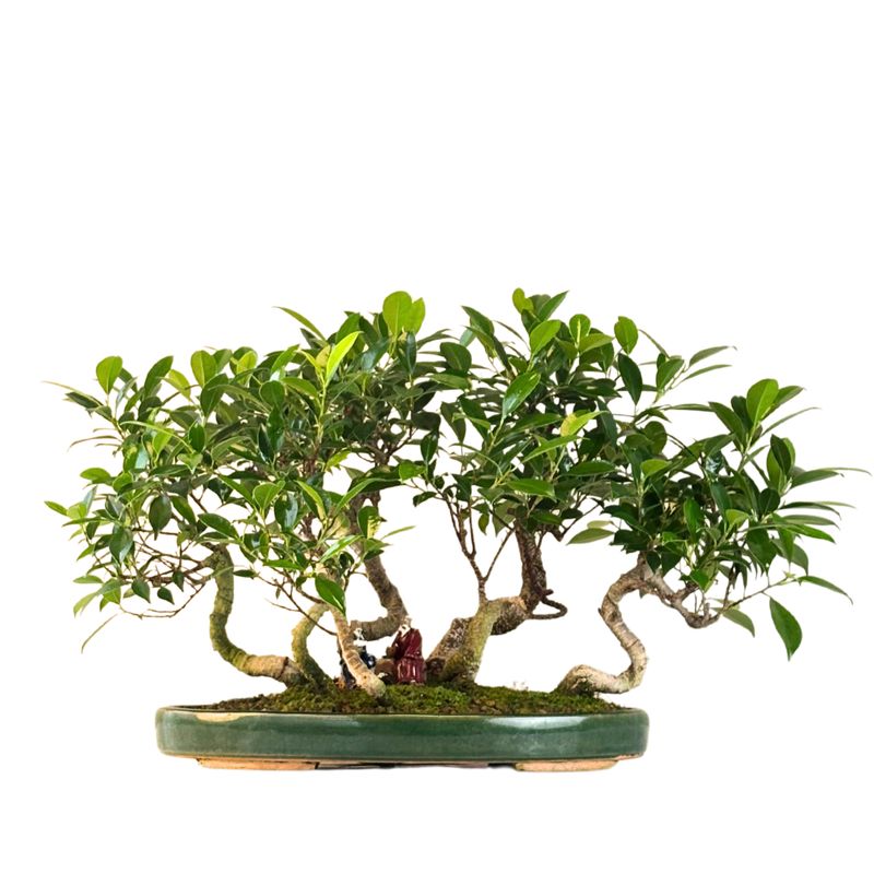 Ficus Bonsai P40  x7 wald