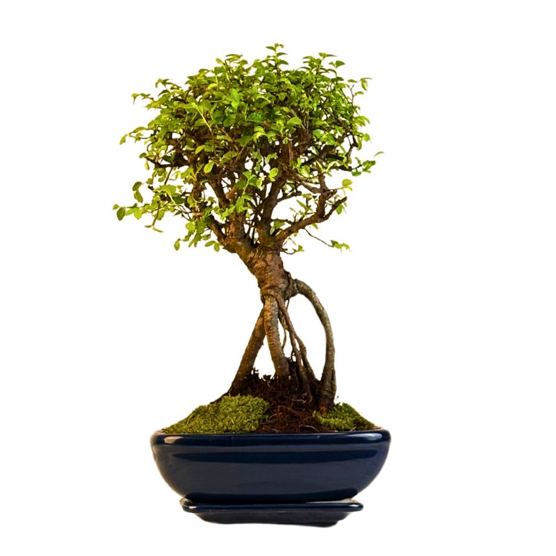Chinesische Ulme Bonsai – Ulmus parvifolia – Indoor & Outdoor Zimmerbonsai im Topf – Pflegeleicht, dekorativer Bonsai-Baum P20 Chinesische Ulme Bonsai – Ulmus parvifolia – Indoor & Outdoor Zimmerbonsai im Topf – Pflegeleicht, dekorativer Bonsai-Baum P20