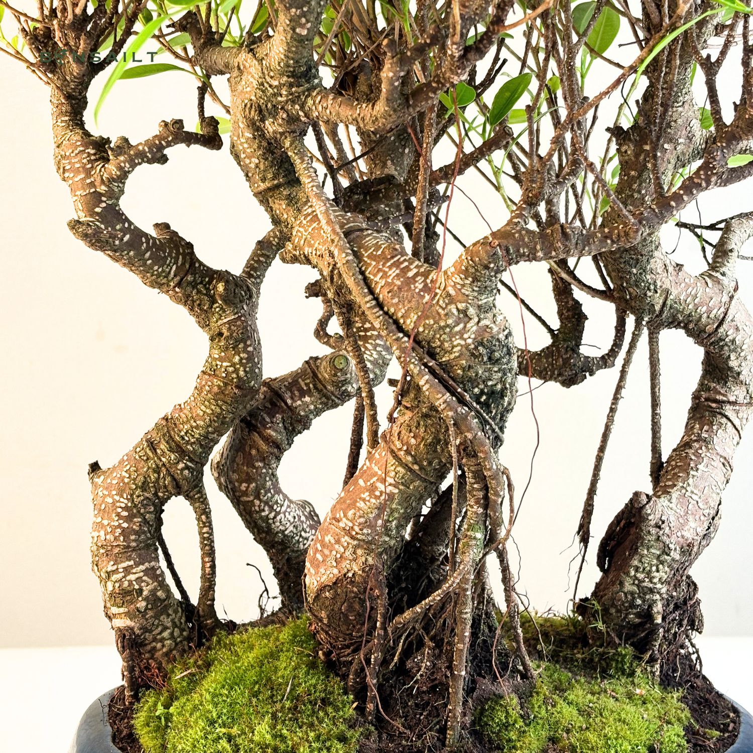 mini bonsai tree Chinese Elm Bonsai Tree