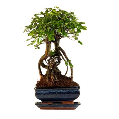 Chinese ulme Keramik Blumentopf P15 Chinese ulme Keramik Blumentopf P15