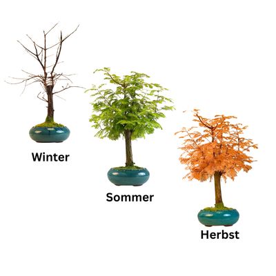 Metasequoia Bonsai  P20