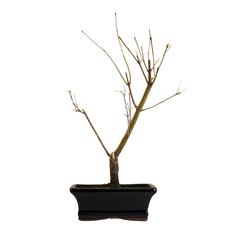 Acer Dissectum Bonsai (Japanischer Schlitzahorn) P20